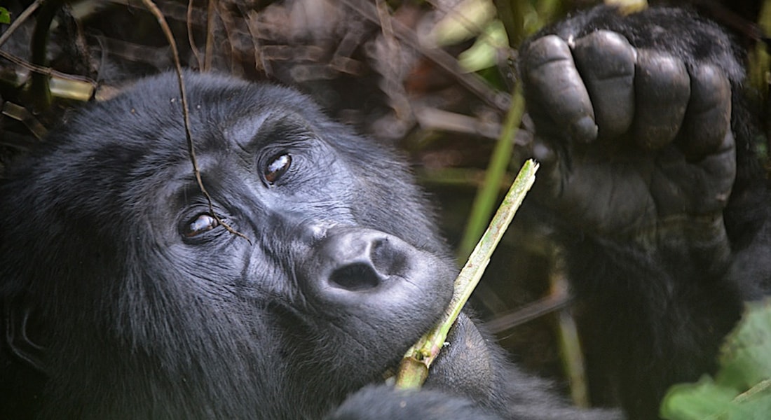 Photo from Uganda