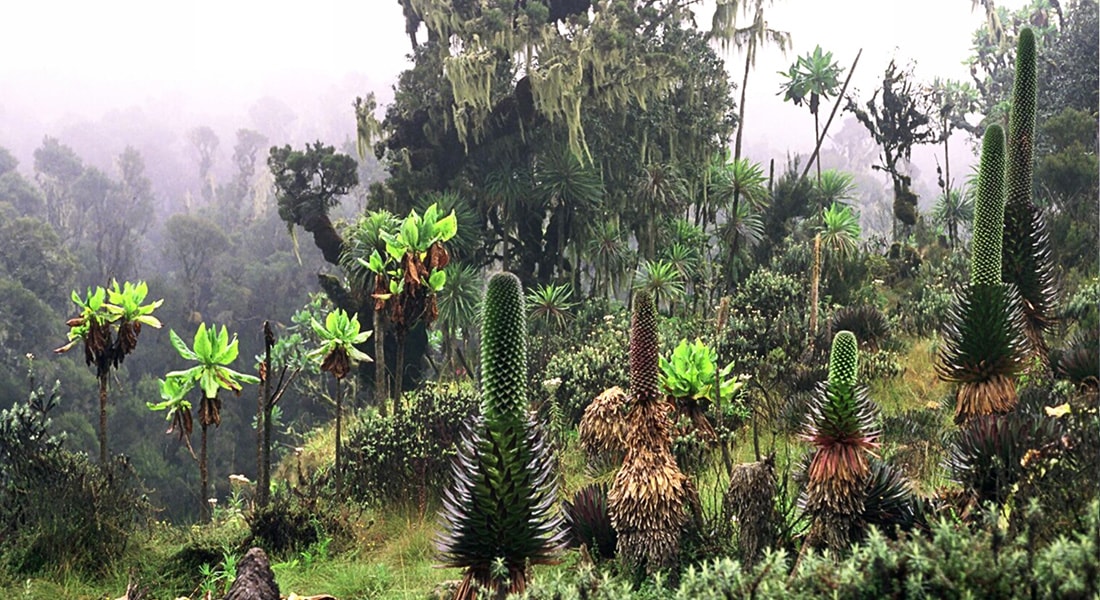 Photo from Uganda