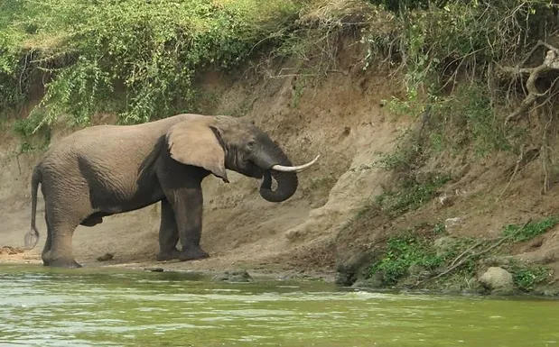 Boat safari in Queen Elizabeth, Uganda