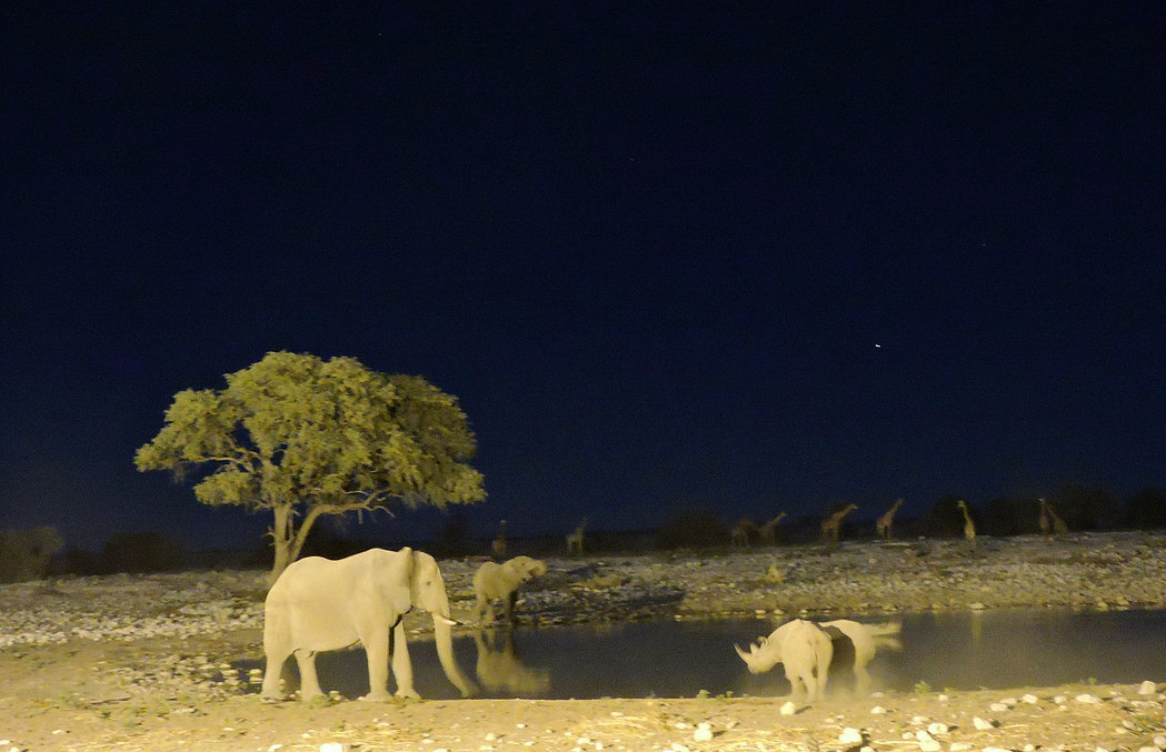 Fascinating animals, dunes, and oceans. Namibia