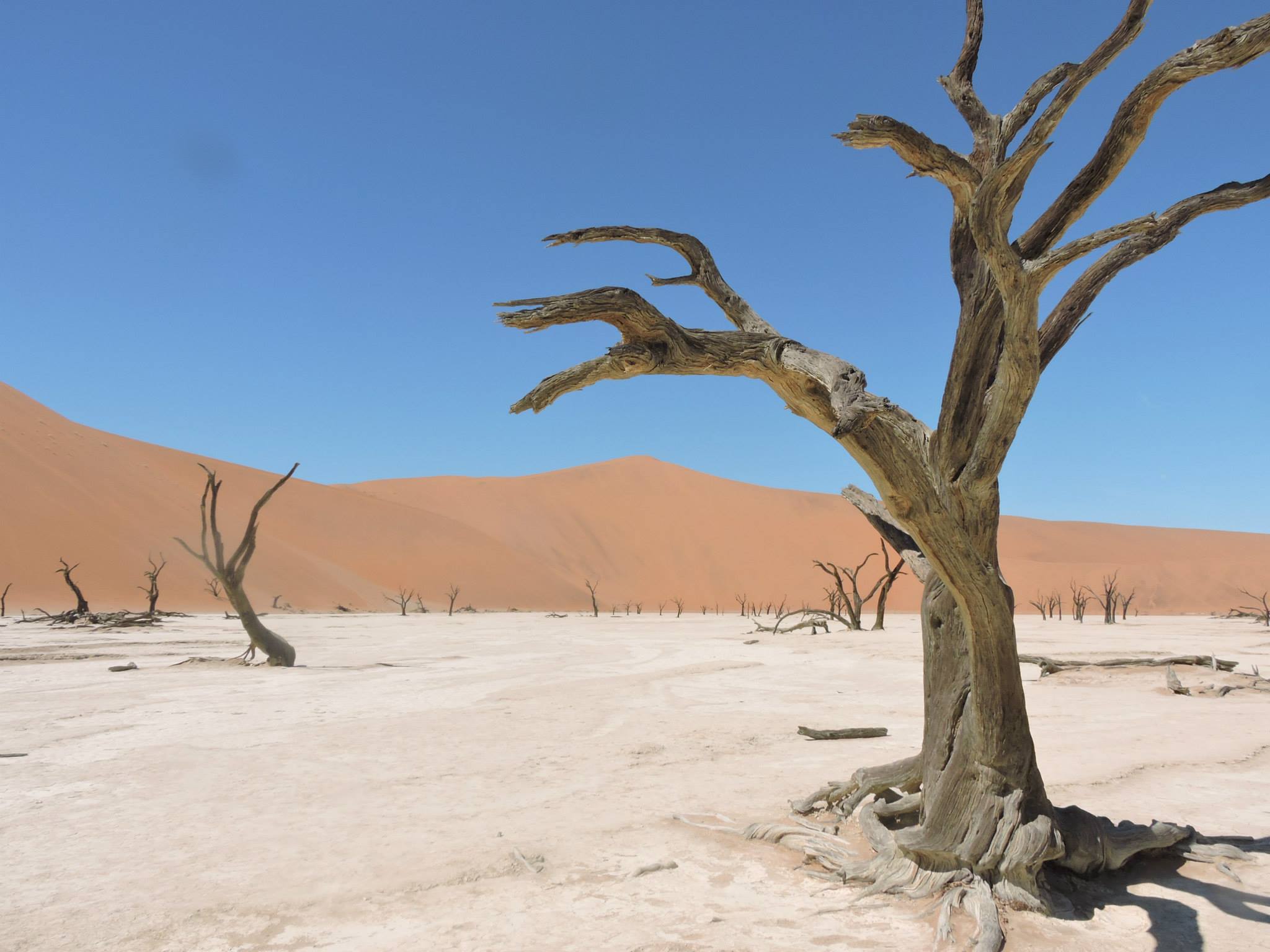 Frozen in time. Trees in Deadvlei - Valley of Death. Photo: Gal Zanir