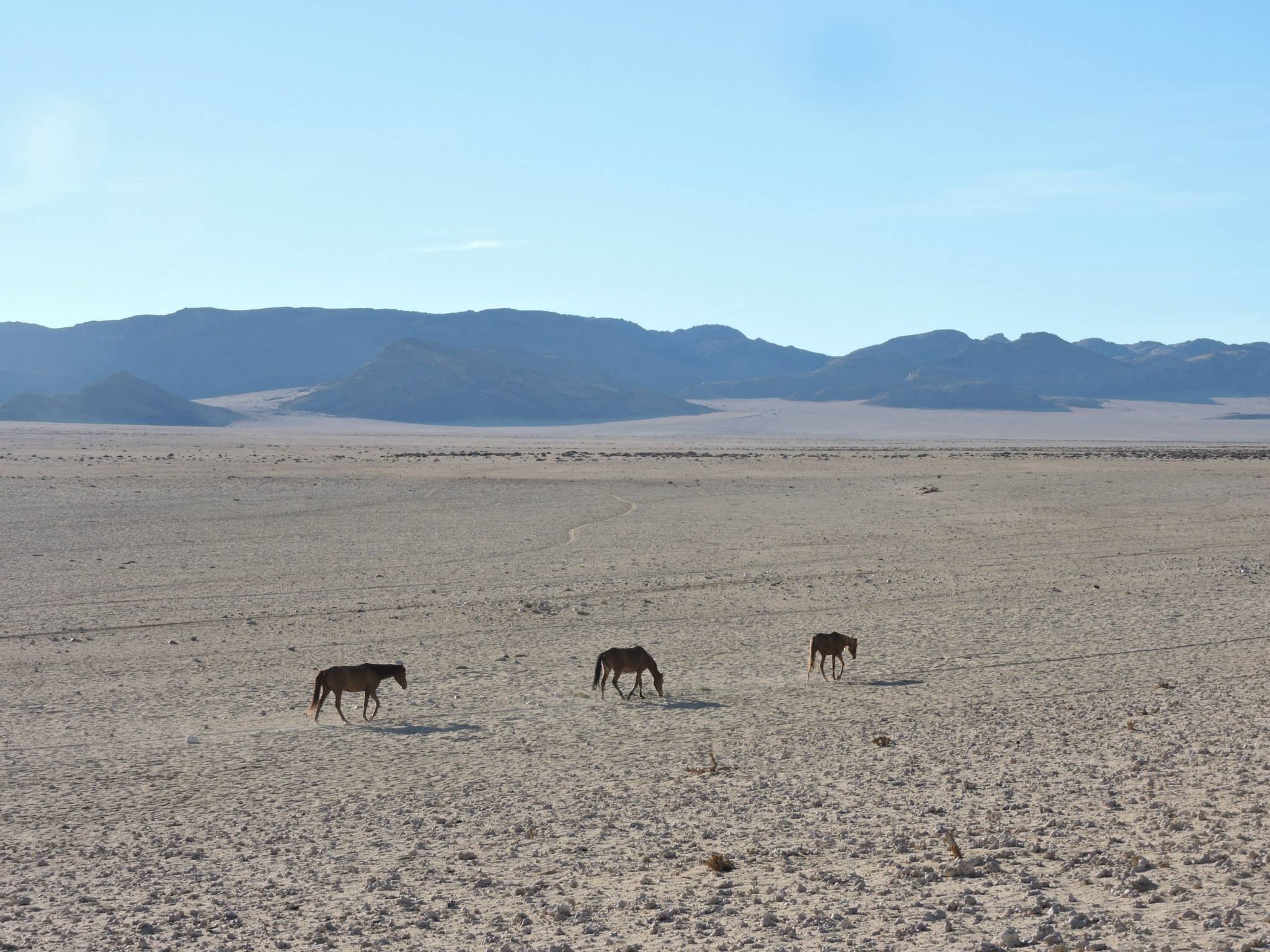 Morning with the gemsbok and wild horses of Garub. Photo: Gal Zanir