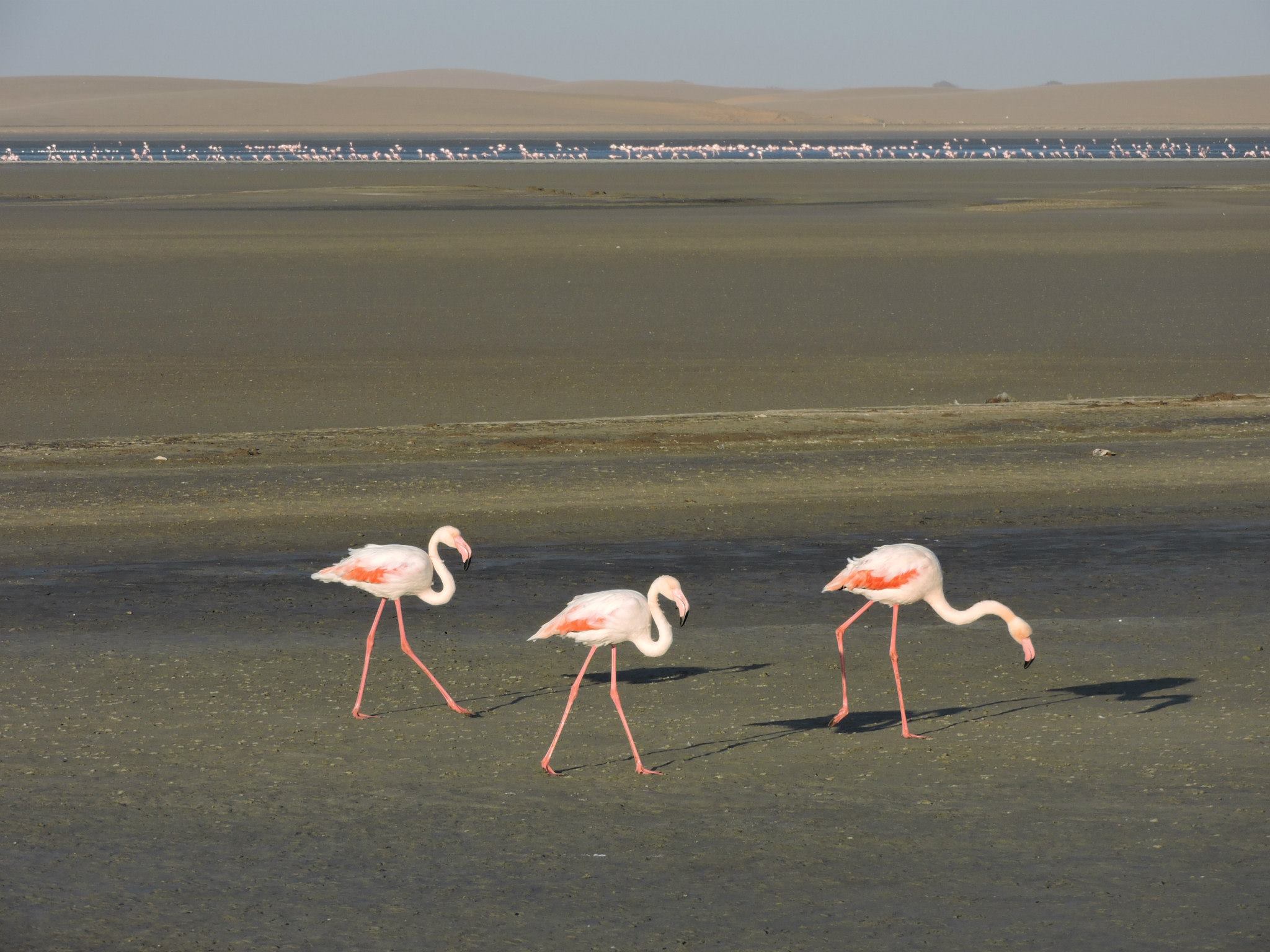 Tens of thousands of pink flamingos against the backdrop of the dunes. Photo: Gal Zanir