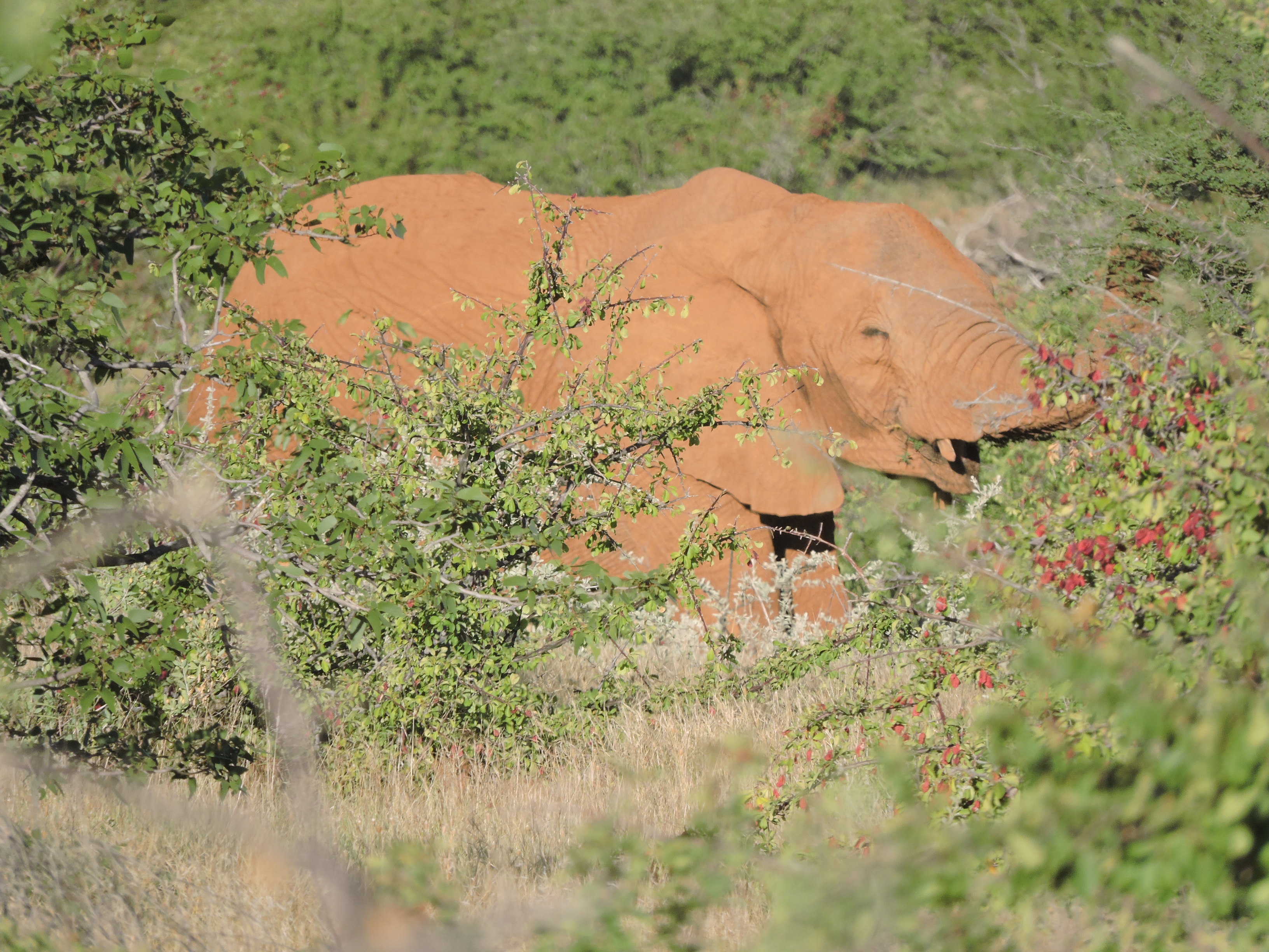 Red elephants. Photo: Gal Zanir