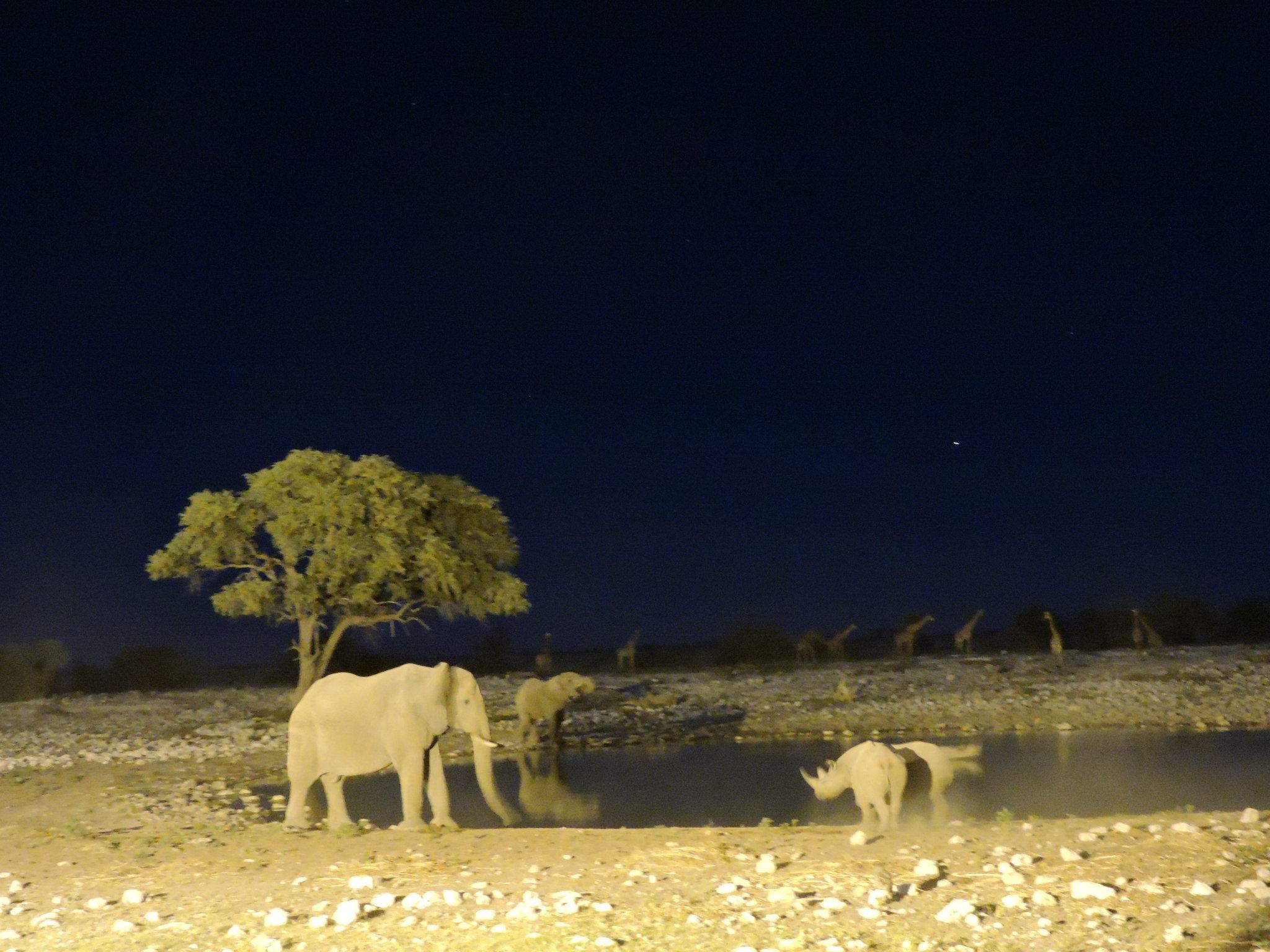 And at night. Photo: Gal Zanir
