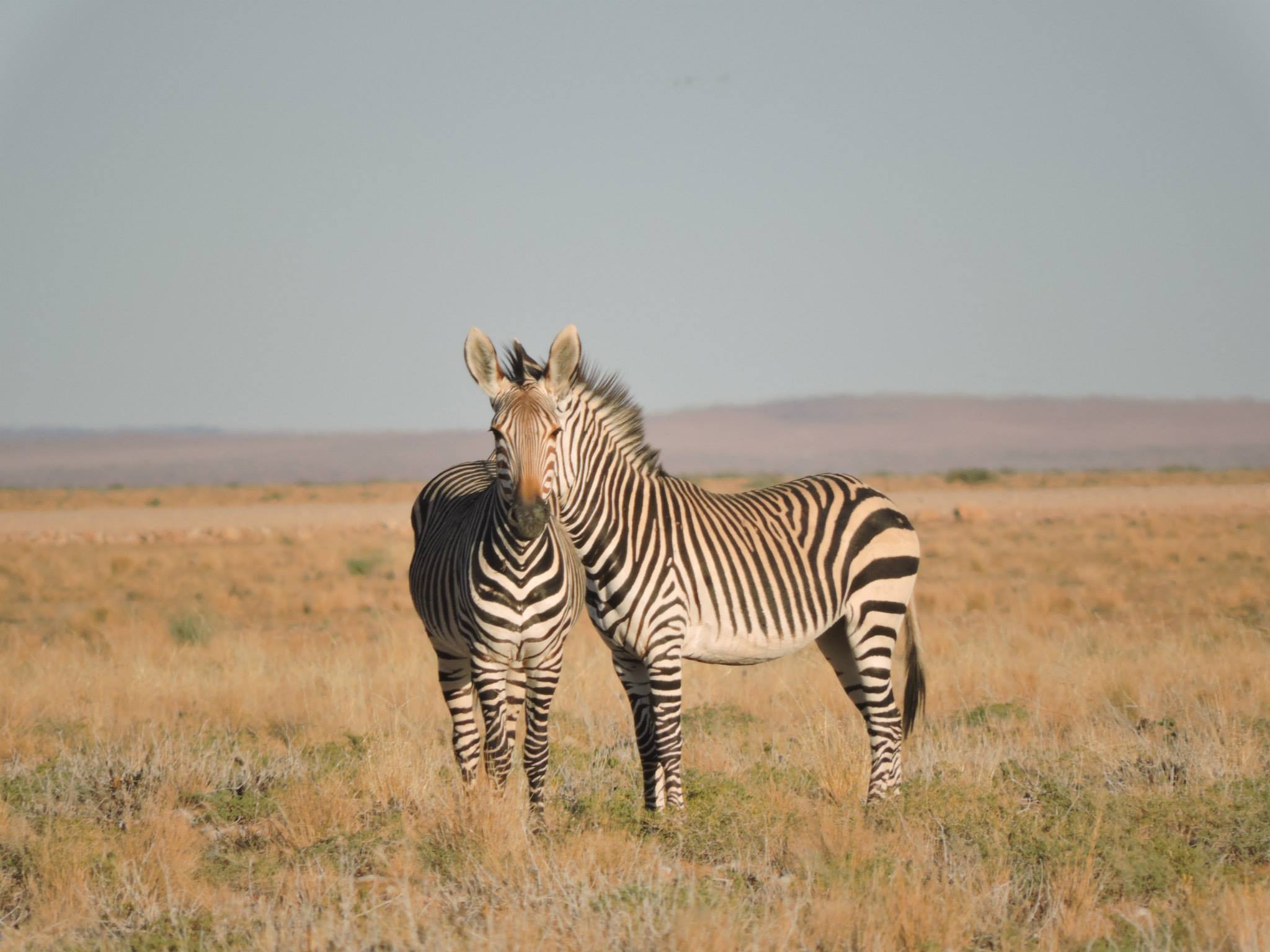 The photo with the optical illusion reached the Africa Geographic Photographer of the Year competition and was published in newspapers worldwide, about a year after it was taken! For me, it was just another amazing Namibian morning. Photo: Gal Zanir